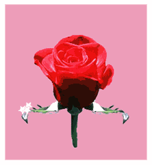  fleurs